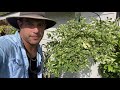 variegated bougainvillea. three different colors of variegated bougainvilleas in one video