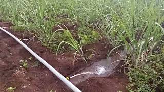 Tap like water irrigation system for sugar cane! Best method |Chavi sytem pani |Must watch |India