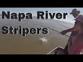 More striper Action! Napa River Fishing 2017