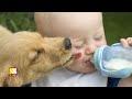 important reason why you should not let your dog lick your baby