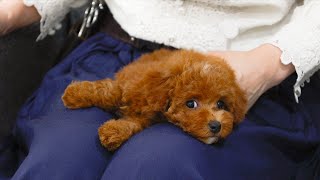 【Puppy】 First grooming of a 3 month old toy poodle! It was too cute to chew sweetly ♡