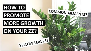How to Promote More New Growth on ZZ Plants? What’s Wrong with Yours? | ZZ Plant