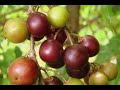 health benefits of governor’s plum flacourtia indica