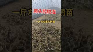 #狮头鹅 #狮头鹅苗孵化厂 #原种一号狮头种鹅  #animals