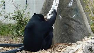 -Malayan Sun Bear-　破壊神ウメキチ・降臨