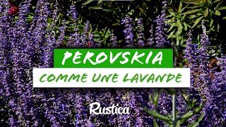 🌿 Perovskia : L’alternative rustique à la lavande ! 🌸