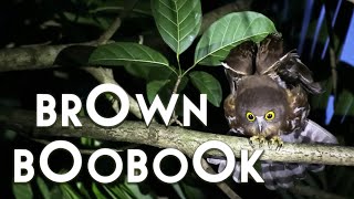 The brown boobook (Ninox scutulata) | Sri Lanka | The Bunk