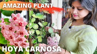 Best Indoor Flowering plant Hoya Carnosa | Wax plant care