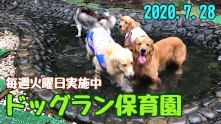 【ドッグラン保育園】お水バシャバシャ楽しいな　2020.7.28