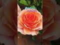 அழகான ரோஜாக்களின் அணிவகுப்பு ஆப்ரிக்காட் ரோஸ் bora bora rose affricat rose