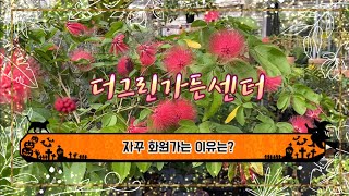 더그린가든센터 화원번개방문 / 10.15 / 자꾸 화원만 갈거니…