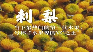 刺梨——虽满身是刺，但依旧是人们忠爱的宝藏水果。