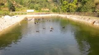 Ducks on the pond of Gaunghar Organic Farm