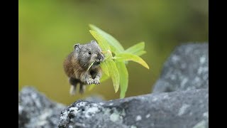 カムイの大地の妖精たち　四季の移ろい、野生動物の姿