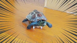 スケボー亀（軍曹）の運動能力の秘訣とは…！？【The reason why the skateboarding turtle has such high athletic ability!】