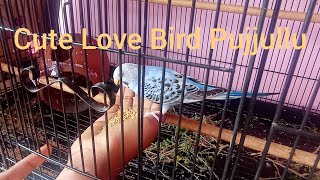 love bird Pujjullu/ காதல் பறவை பூஜ்லு/ பூஜ்லு உணவு சாப்பிடுகிறது/ லக்கி சேனல்/lucky channel