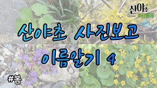 산야초 사진보고 이름알기4 (봄1)  #산야초하이랜더