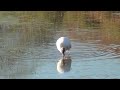 wood stork mycteria americana