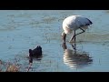 wood stork mycteria americana