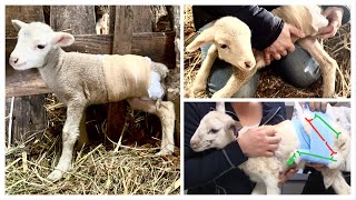 Bárány lábtörés l. – rögzítés a törzshöz / Newborn lamb's broken leg splinting