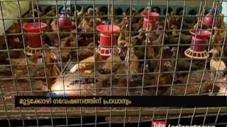 Self-sufficient in chicken requirement in Kerala, Veterinary University's response