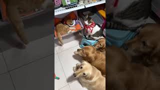 #萌宠出道计划 #动物的迷惑行为 #抖音动物图鉴 #猫狗双全 像极了冬   抖音