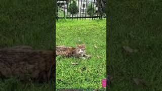 cat attacks streamer with animal phobia