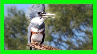 Belted Kingfisher Song! Belted Kingfisher Call! - Martín Pescador Gigante Canto - Megaceryle Alcyon