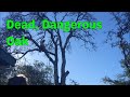 Dead, Dangerous Oak Removal, Climbing, Removing Limbs over House, Felling with Advantage