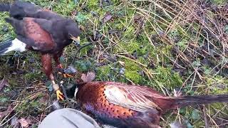 MALE HARRIS HAWK ON A BIG COCK PHEASANT