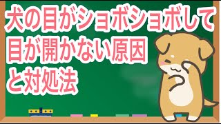 犬の目がしょぼしょぼして開かない原因と対処法【獣医師解説】