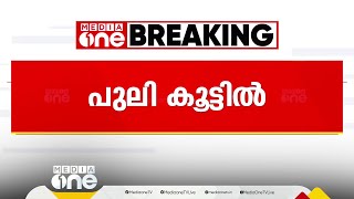 കൂടരഞ്ഞിയിൽ പുലി കൂട്ടിലായി, കൂട് സ്ഥാപിച്ചത് 15 ദിവസം മുൻപ്