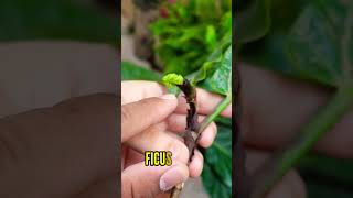 Enraizando un FICUS LYRATA facil y rapido #shorts #fyp #foryou #plantas