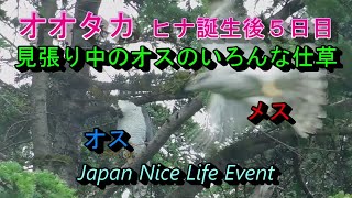 オオタカ観察記　オスの大あくび、メスを見つめる様子など　2021年5月16日撮影 Goshawk