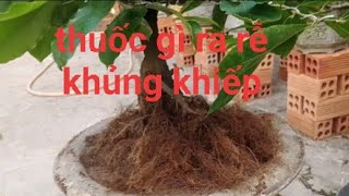 groro và comcat tưới vào bộ rễ mai khủng khiếp