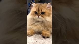 cute persian kittens 😻💖