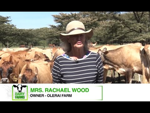 How long are Jersey cows productive?