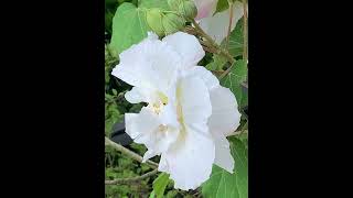 nature大自然～Hibiscus mutabilis木芙蓉（芙蓉花）