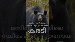 മസിനാഗുടിയിലെ കുഴപ്പകാരനായ കരടി #bear #bears #bearcats #beards #bearattack #short  #shortfeed