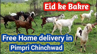 बकरी ईद के बकरे available for sale | Sojat,Sirohi,Sanen bakre | Bakra eid special 2020