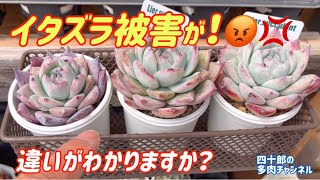 【多肉植物】💢イタズラ被害が❗️😡　頭にくるなー、信じられん🤬🔥