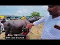 बैलपोळा😍स्पेशल घोडेगाव म्हैस बाजार पाहा काय रेट आहेत ताज्या म्हशीचे buffalo market