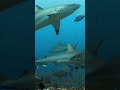 Predator Laut #short #shortsviral #sea #predator #sharks #fish #faktamenarik