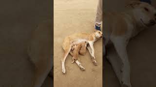 Milk feeding #india #dogs #milk #puppy #love #lovestatus