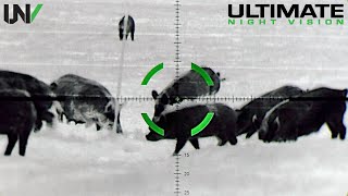 Texas Hunter Eliminates Hundreds of Feral Hogs with Military-Grade Sniper Scope