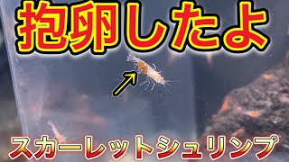 【スカーレットシュリンプ】飼育41 水槽変更して初めて抱卵したよ！