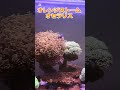 家の激カワお魚紹介と重大発表！ アクアリウムのある暮らし アクアリウム サンゴ水槽 aquarium アクアリウムトールマン 水族館 ニモ フジテレビ サザエさん マスオさん