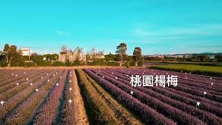 2022桃園仙草花節搶先看 | 楊梅仙草花| 仙茶之舞 | 台版普羅旺斯 |  空拍 DJI mini3pro