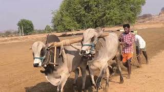 palledoddi ramarao bulls