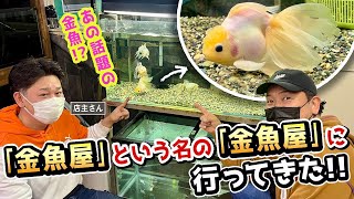 【金魚屋巡り】愛知県一宮市にある「小さな金魚屋」さんに…愛好家さんや金魚マニアのお客さんがこぞって通うお店‼︎あの「話題の金魚」にそっくりな金魚も登場します‼︎